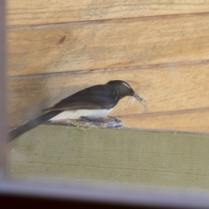 Rhipidura leucophrys at Michelago, NSW - 8 Nov 2014 09:22 AM