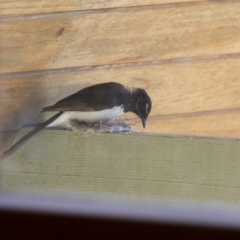 Rhipidura leucophrys at Michelago, NSW - 8 Nov 2014 09:22 AM