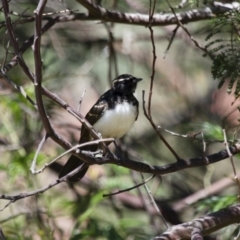 Rhipidura leucophrys (Willie Wagtail) at Michelago, NSW - 2 Feb 2015 by Illilanga