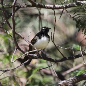 Rhipidura leucophrys at Michelago, NSW - 2 Feb 2015 02:10 PM