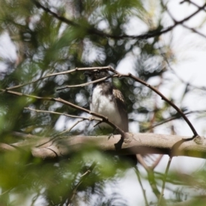 Rhipidura leucophrys at Michelago, NSW - 2 Feb 2015 02:10 PM