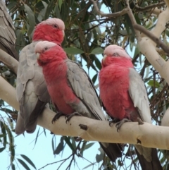 Eolophus roseicapilla (Galah) at Pollinator-friendly garden Conder - 27 Aug 2018 by michaelb