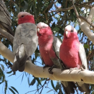 Eolophus roseicapilla at Conder, ACT - 28 Aug 2018