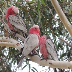 Eolophus roseicapilla at Conder, ACT - 28 Aug 2018