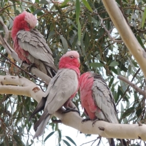 Eolophus roseicapilla at Conder, ACT - 28 Aug 2018