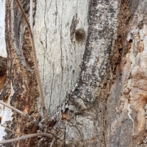 Papyrius nitidus at Symonston, ACT - suppressed