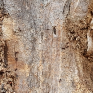 Papyrius nitidus at Symonston, ACT - 22 Aug 2018