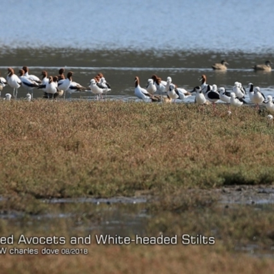 Recurvirostra novaehollandiae (Red-necked Avocet) at Undefined - 23 Aug 2018 by CharlesDove