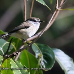 Gerygone mouki (Brown Gerygone) at Narrawallee, NSW - 23 Aug 2018 by CharlesDove