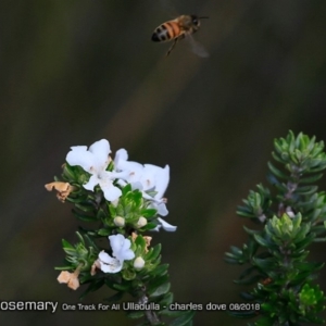 Westringia fruticosa at South Pacific Heathland Reserve - 25 Aug 2018