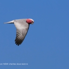 Eolophus roseicapilla (Galah) at Undefined - 23 Aug 2018 by CharlesDove