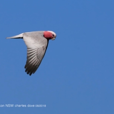 Eolophus roseicapilla (Galah) at Undefined - 22 Aug 2018 by Charles Dove