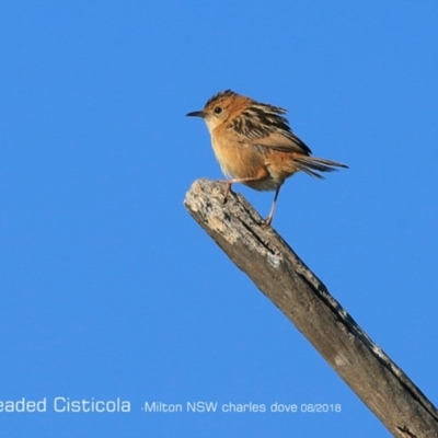 Cisticola exilis (Golden-headed Cisticola) at Milton, NSW - 22 Aug 2018 by CharlesDove