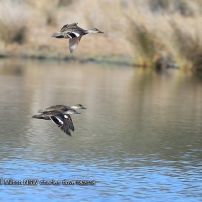 Anas gracilis (Grey Teal) at Undefined - 23 Aug 2018 by CharlesDove