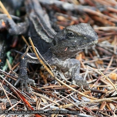 Amphibolurus muricatus (Jacky Lizard) at Ulladulla Reserves Bushcare - 24 Aug 2018 by CharlesDove