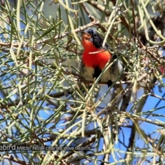 Dicaeum hirundinaceum (Mistletoebird) at Undefined - 22 Aug 2018 by Charles Dove