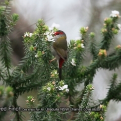 Neochmia temporalis (Red-browed Finch) at Ulladulla Reserves Bushcare - 24 Aug 2018 by Charles Dove