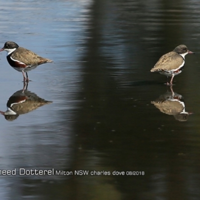 Erythrogonys cinctus (Red-kneed Dotterel) at Undefined - 22 Aug 2018 by Charles Dove