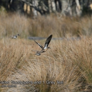 Calidris acuminata at undefined - 23 Aug 2018 12:00 AM