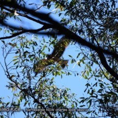 Lophoictinia isura (Square-tailed Kite) at Undefined - 25 Aug 2018 by CharlesDove