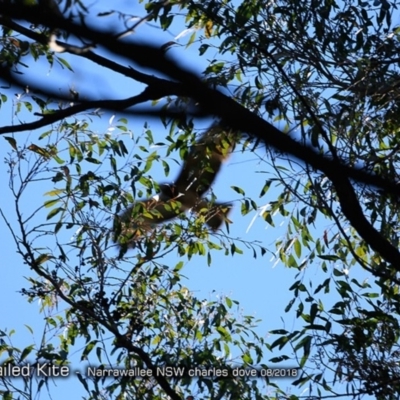 Lophoictinia isura (Square-tailed Kite) at Undefined - 24 Aug 2018 by Charles Dove