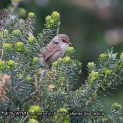 Malurus lamberti (Variegated Fairywren) at Ulladulla, NSW - 25 Aug 2018 by CharlesDove