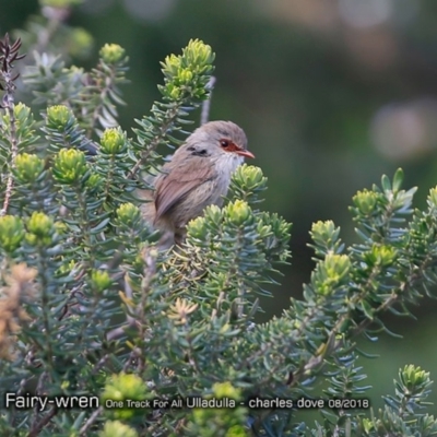 Malurus lamberti (Variegated Fairywren) at One Track For All - 24 Aug 2018 by CharlesDove