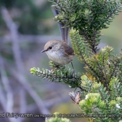 Malurus lamberti at Ulladulla, NSW - 25 Aug 2018