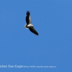 Haliaeetus leucogaster (White-bellied Sea-Eagle) at Undefined - 22 Aug 2018 by Charles Dove