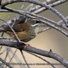 Sericornis frontalis (White-browed Scrubwren) at Ulladulla, NSW - 25 Aug 2018 by CharlesDove