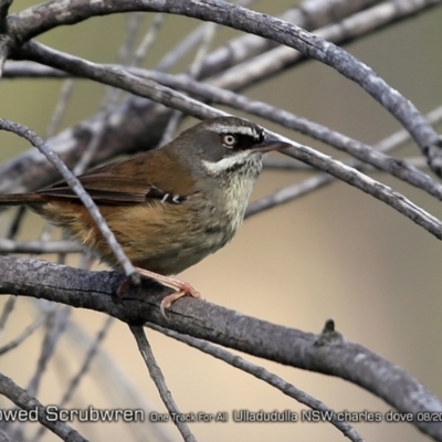 Sericornis frontalis (White-browed Scrubwren) at Ulladulla Reserves Bushcare - 24 Aug 2018 by CharlesDove