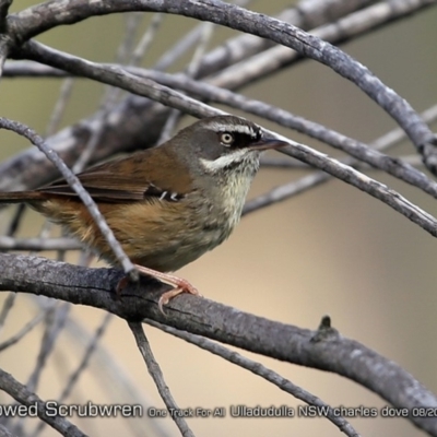 Sericornis frontalis (White-browed Scrubwren) at One Track For All - 24 Aug 2018 by CharlesDove