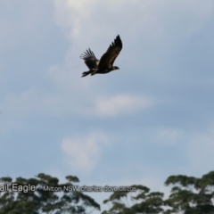 Aquila audax (Wedge-tailed Eagle) at Undefined - 22 Aug 2018 by Charles Dove