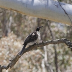 Philemon corniculatus (Noisy Friarbird) at Illilanga & Baroona - 5 Nov 2011 by Illilanga