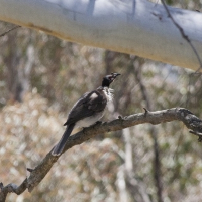 Philemon corniculatus (Noisy Friarbird) at Illilanga & Baroona - 5 Nov 2011 by Illilanga