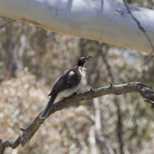 Philemon corniculatus at Michelago, NSW - 5 Nov 2011