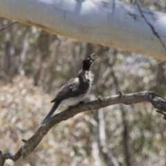 Philemon corniculatus at Michelago, NSW - 5 Nov 2011