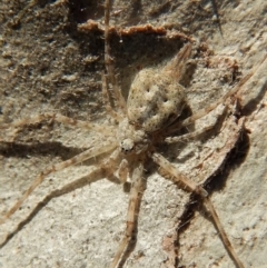 Tamopsis sp. (genus) (Two-tailed spider) at Mount Painter - 26 Aug 2018 by CathB