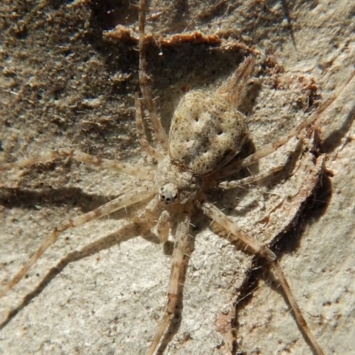 Tamopsis sp. (genus) (Two-tailed spider) at Belconnen, ACT - 26 Aug 2018 by CathB