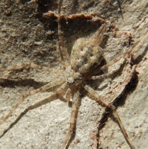 Tamopsis sp. (genus) at Belconnen, ACT - 26 Aug 2018