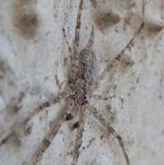 Tamopsis sp. (genus) (Two-tailed spider) at Belconnen, ACT - 26 Aug 2018 by CathB