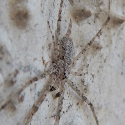 Tamopsis sp. (genus) (Two-tailed spider) at Belconnen, ACT - 26 Aug 2018 by CathB