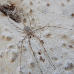 Tamopsis sp. (genus) at Belconnen, ACT - 26 Aug 2018