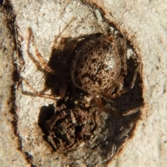 Euryopis sp. (genus) (An ant eating spider) at Belconnen, ACT - 26 Aug 2018 by CathB