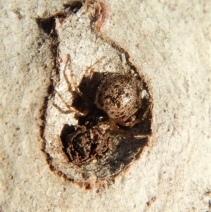 Euryopis sp. (genus) at Belconnen, ACT - 26 Aug 2018