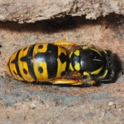 Vespula germanica (European Wasp, German Yellowjacket Wasp) at Molonglo Valley, ACT - 27 Aug 2018 by Harrisi