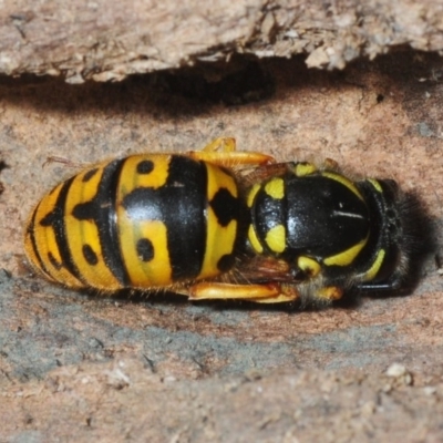 Vespula germanica (European wasp) at Molonglo Valley, ACT - 27 Aug 2018 by Harrisi