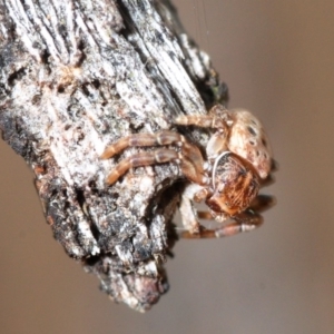 Cymbacha ocellata at Molonglo Valley, ACT - 27 Aug 2018 04:15 PM