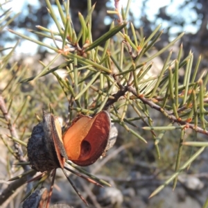 Hakea sericea at Greenway, ACT - 20 Aug 2018 05:10 PM