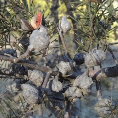 Hakea sericea at Greenway, ACT - 20 Aug 2018